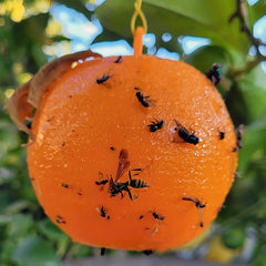4pcs Pumpkin Shaped Fly Traps for Garden Pest Protection