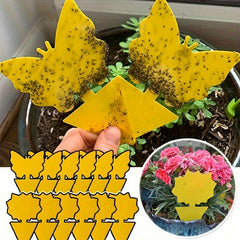 5pcs Fruit Fly & Gnat Sticky Bug Traps
