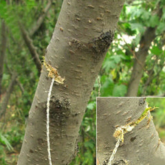 Portable Stainless Steel Wire Saw for Camping