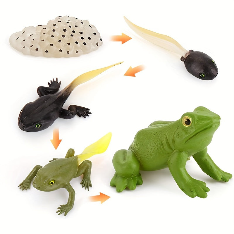 5pcs Frog Life Cycle Model Figures Educational Toys