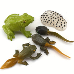 5pcs Frog Life Cycle Model Figures Educational Toys