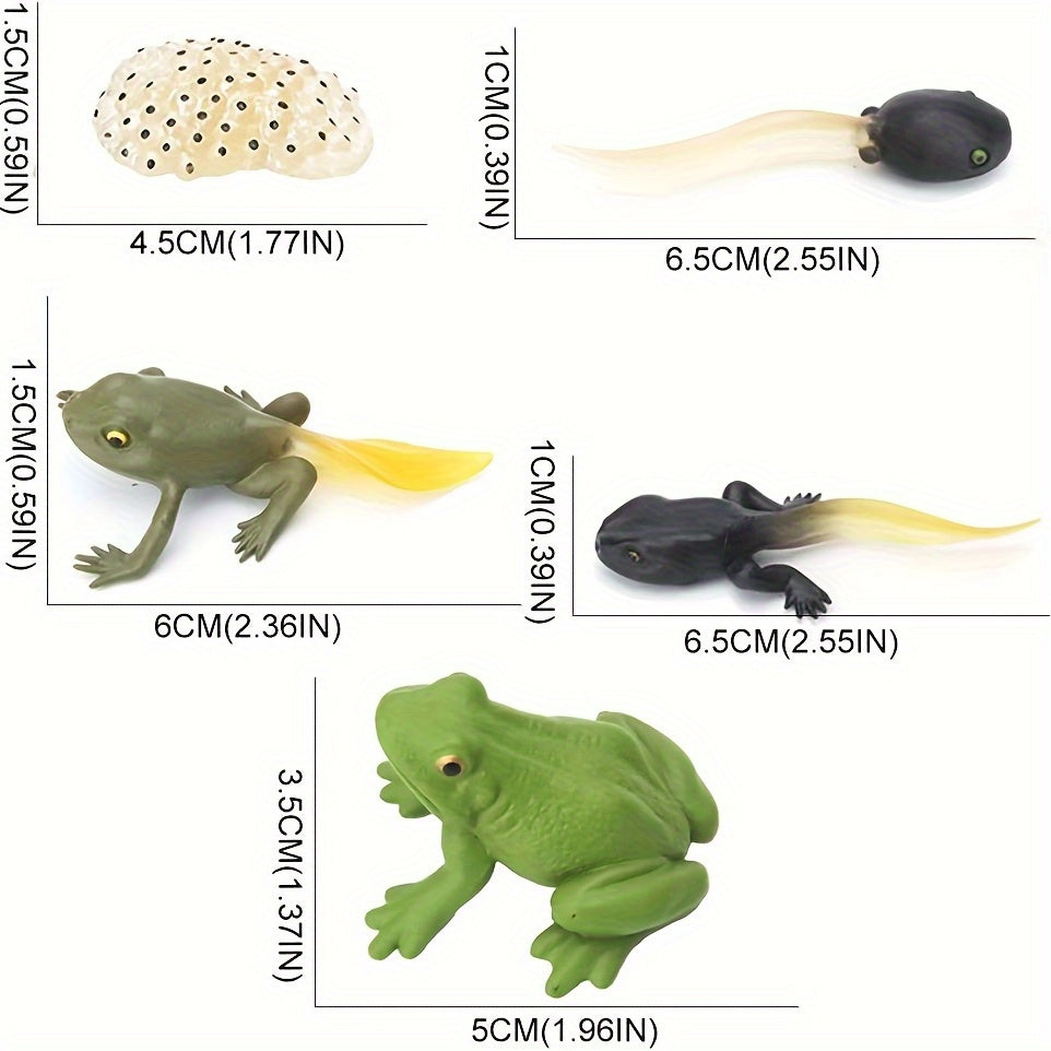 5pcs Frog Life Cycle Model Figures Educational Toys