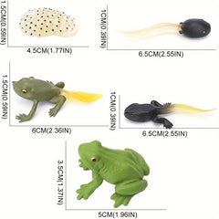 5pcs Frog Life Cycle Model Figures Educational Toys