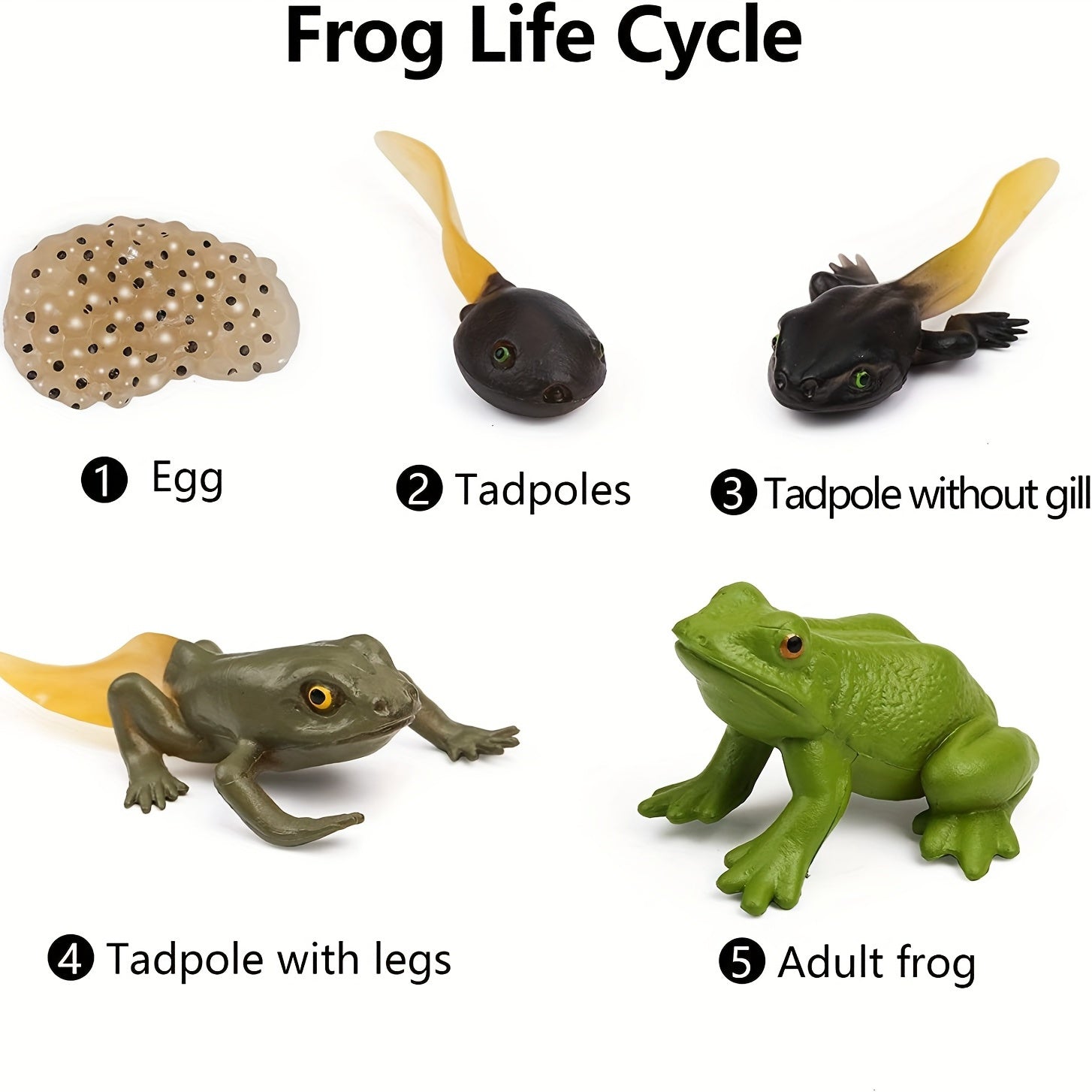 5pcs Frog Life Cycle Model Figures Educational Toys