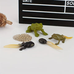 5pcs Frog Life Cycle Model Figures Educational Toys