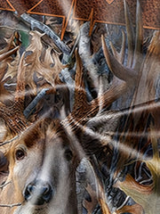 Deer Pattern Men's 2 Piece Outfit Short Sleeve T-shirt & Shorts Set for Summer
