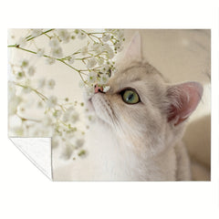 Kitten Print Blanket Soft Lightweight Comfortable Warm Blanket