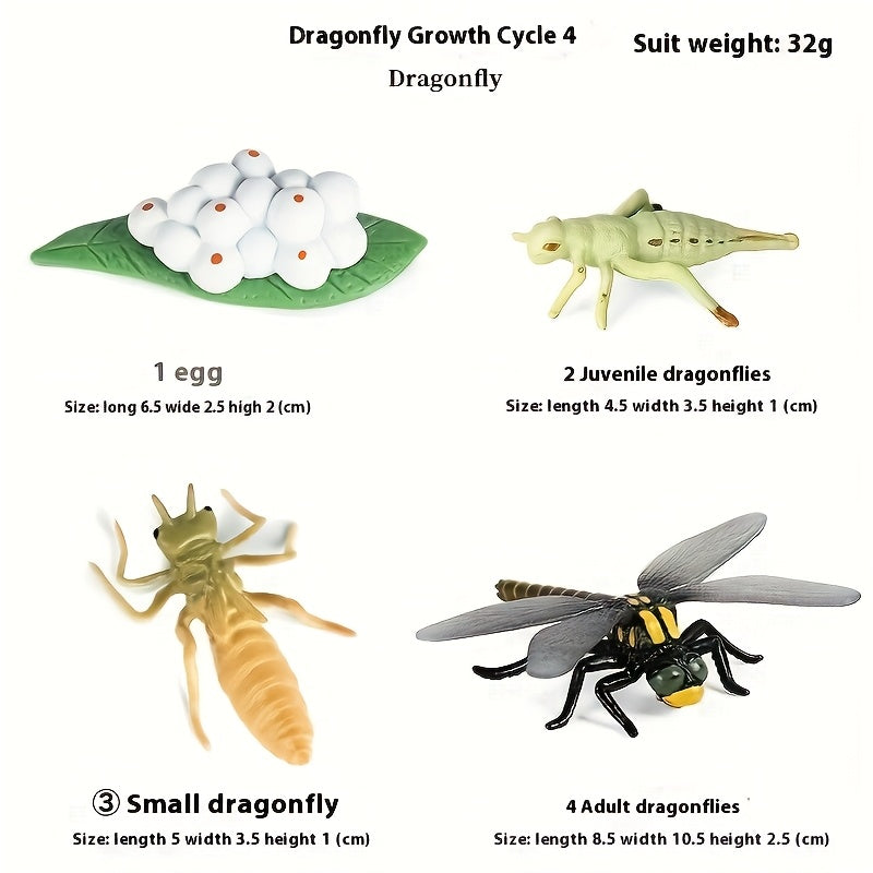 Insect Dragonfly Growth Cycle Model Toy Set