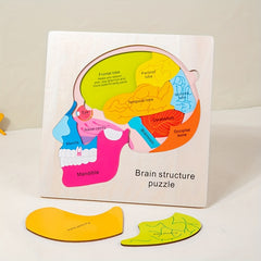 Wooden Brain Anatomy Learning Puzzle for Ages 3 Educational Cognitive Toy