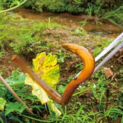 Stainless Steel Eel Clamp for Secure Cooking