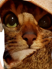 Cat 3D Print Boy's T-shirt Short Sleeve Crew Neck Kids Sports Clothing