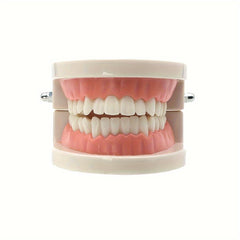 Dental Tooth Model for Teaching Demonstration and Medical Education