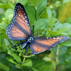 Colorful Insect Toy Models Set - Educational Animal Statue Toys