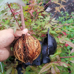 Plant Rooting Device Air Layering Pods Grow Box for Propagation & Root Control