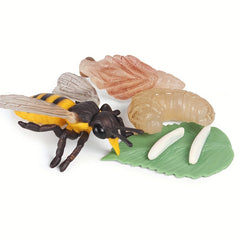 Bee Life Cycle Model Set for Kids' Science Learning