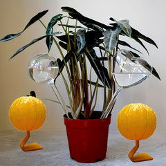 6pcs Indoor Fly Catcher Pumpkin Shaped Non Toxic Odorless for Indoor/Outdoor Use
