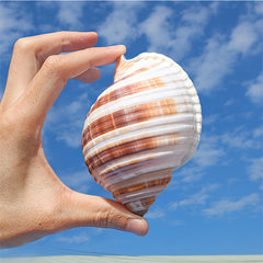 Conch Shell Aquarium Ornament Seashell Decor