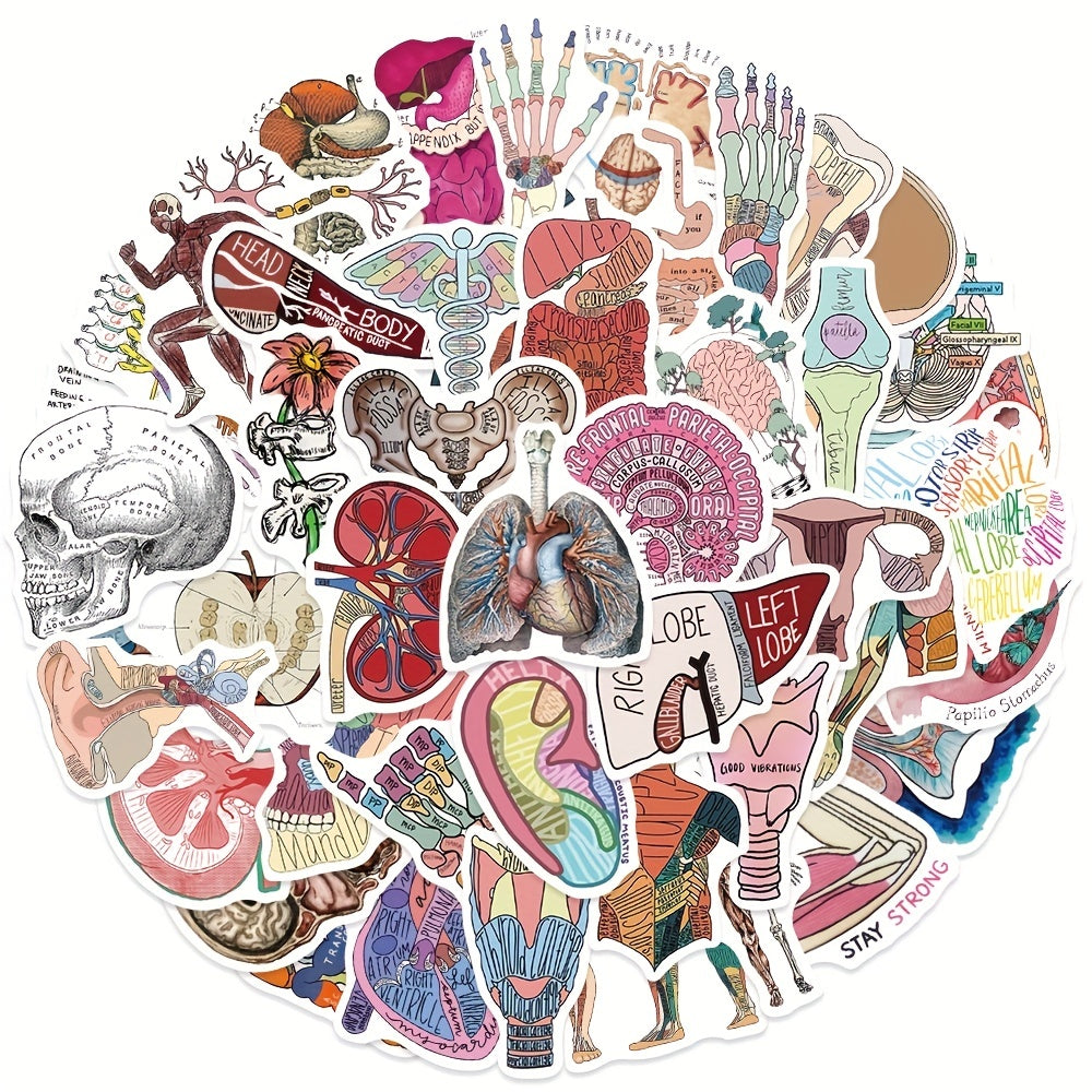 50pcs Anatomy Cartoon Organ Stickers Waterproof Stickers