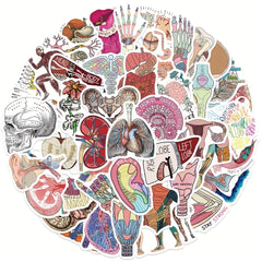 50pcs Anatomy Cartoon Organ Stickers Waterproof Stickers