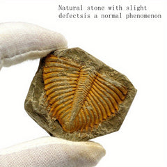 Natural Stone Ancient Marine Life Raw Stone Specimen