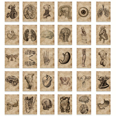 50pcs Human Skeleton Stickers Waterproof Vinyl Decals