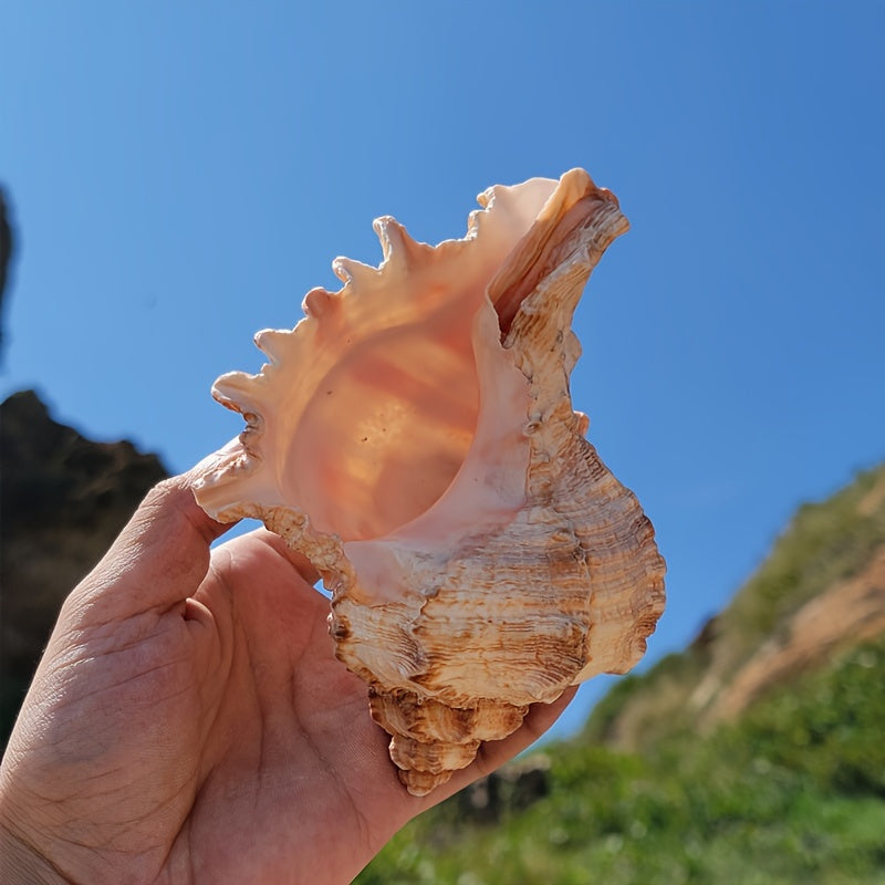 Natural Large Conch Shell for Aquarium Decor