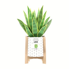 3D Pop Up Card Snake Plant Birthday Thank You Valentine's All Occasion