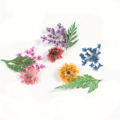 Natural Dried Flower Daisy Pressed Dried Flower With Leaf Resin Mold Fillings