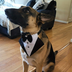Formal Dog Tuxedo Bandana with Bow Tie for Weddings Graduations Dress Up