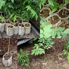 100pcs Non Woven Planting Bags for Gardening