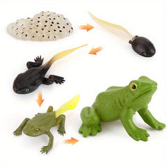 5PCS Realistic Frog Life Cycle Model Toy Figures Educational Development Toys