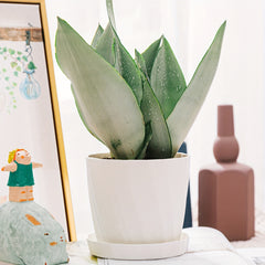 Plastic Flower Pot Succulent Special Tray Large Breathable Green Carrot