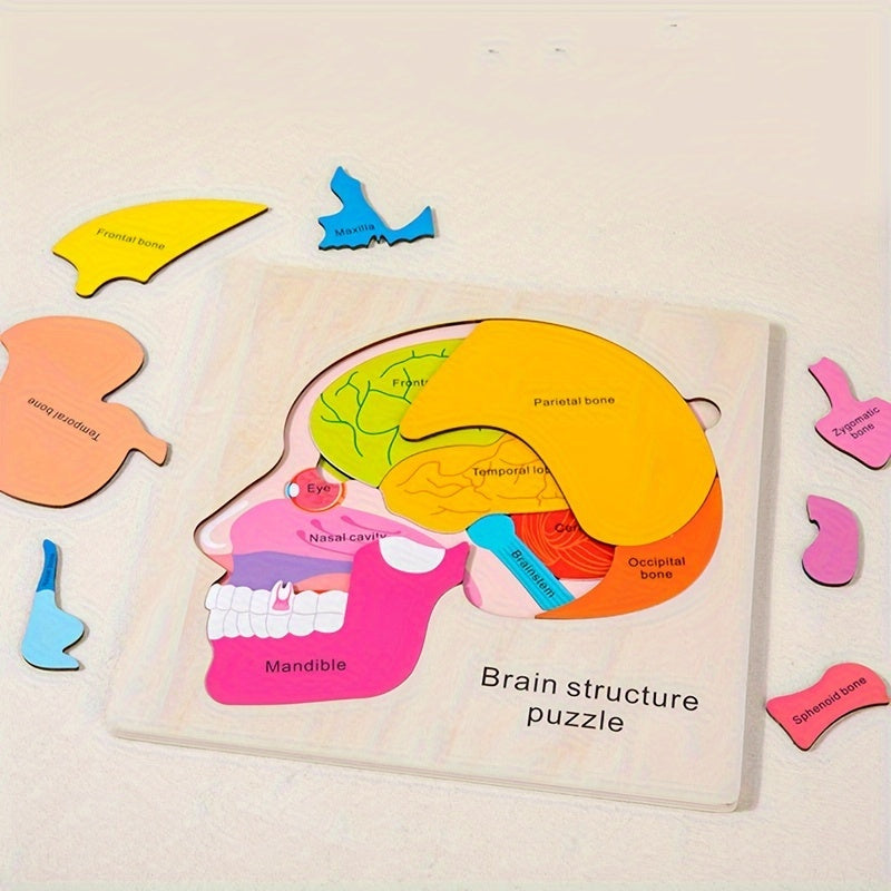 Wooden Brain Anatomy Learning Puzzle for Ages 3 Educational Cognitive Toy
