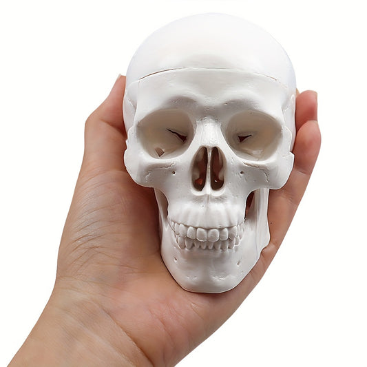 Anatomical Mini Skull Model with Removable Cap - Teaching Tool