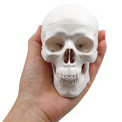 Anatomical Mini Skull Model with Removable Cap - Teaching Tool