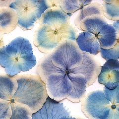Hydrangea Dried Flower Resin Embossed DIY Kit