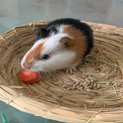 Handwoven Bird Nest & Small Animal Breeding House for Various Pets