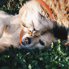 Calming Collar For Cats/Dogs Soothes Anxiety Stress Long Lasting