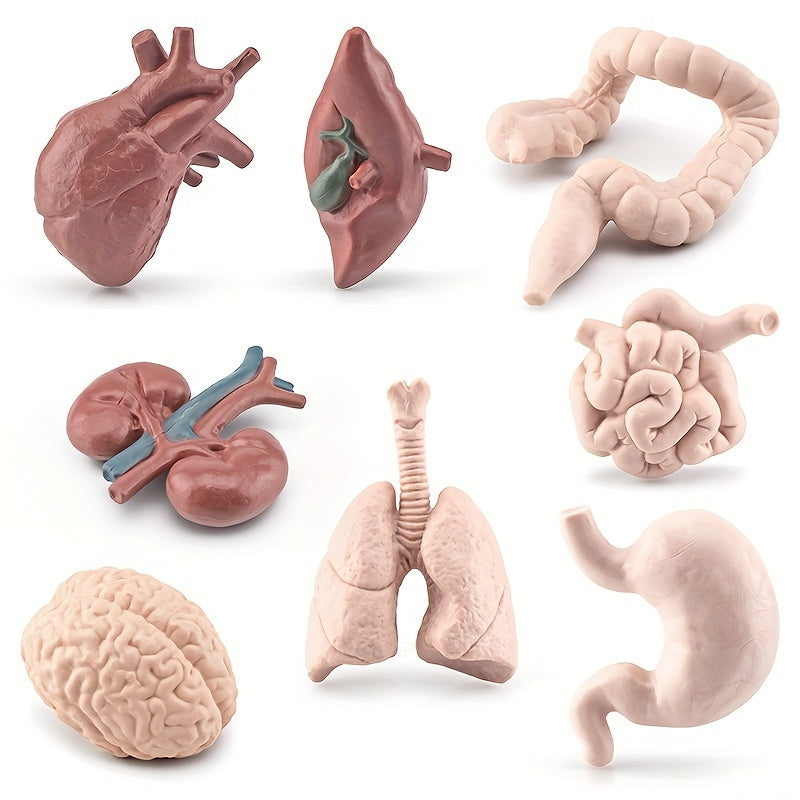 8pcs Human Organ Models Anatomical Figures Brain Heart Lung Liver Stomach Intest