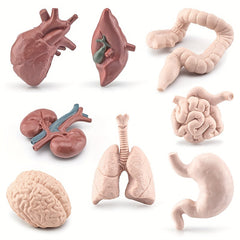8pcs Human Organ Models Anatomical Figures Brain Heart Lung Liver Stomach Intest