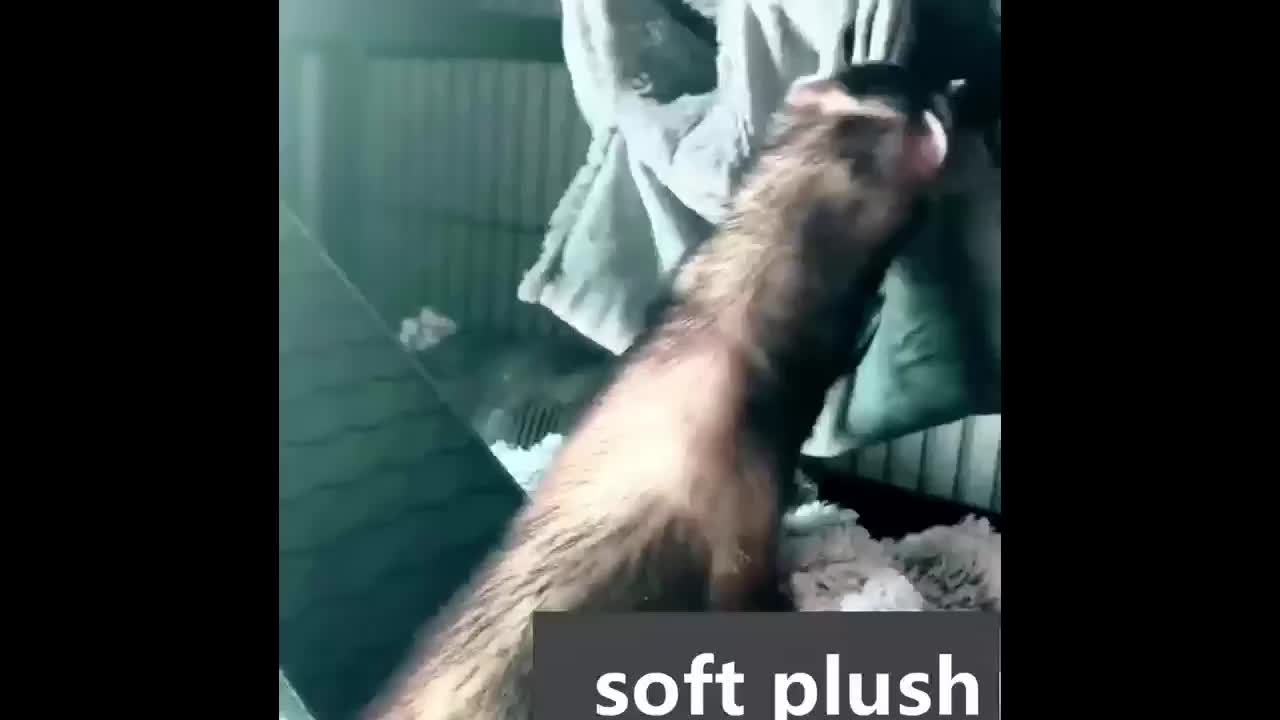 img_5309220