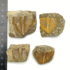 Natural Stone Ancient Marine Life Raw Stone Specimen