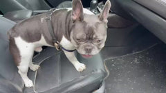 Pet Car Seat Belt and Leash for Safe Travel with Your Dog or Cat