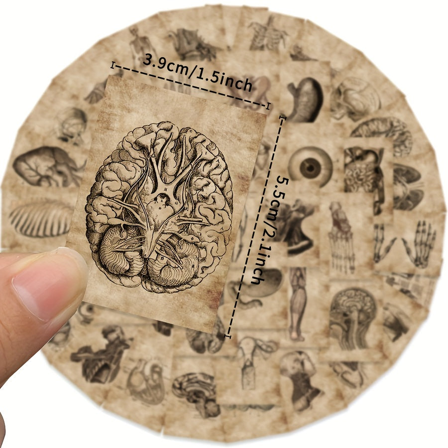 50pcs Human Skeleton Stickers Waterproof Vinyl Decals