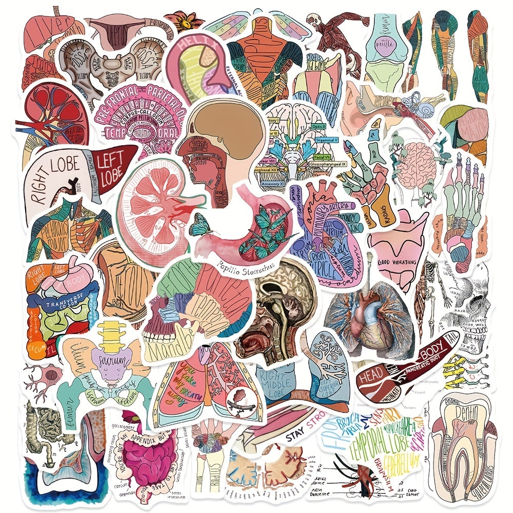 50pcs Anatomy Cartoon Organ Stickers Waterproof Stickers