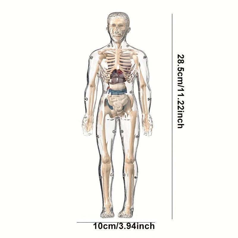 Transparent Plastic Medical Skeleton Model Kit with Removable Organs