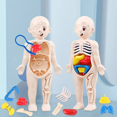 Transparent Human Anatomy Torso Model with Pull Out Organs & Tool Set
