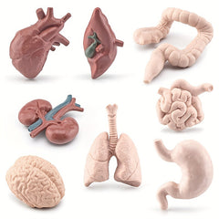 8pcs Simulated Human Organs Toys Set for Children