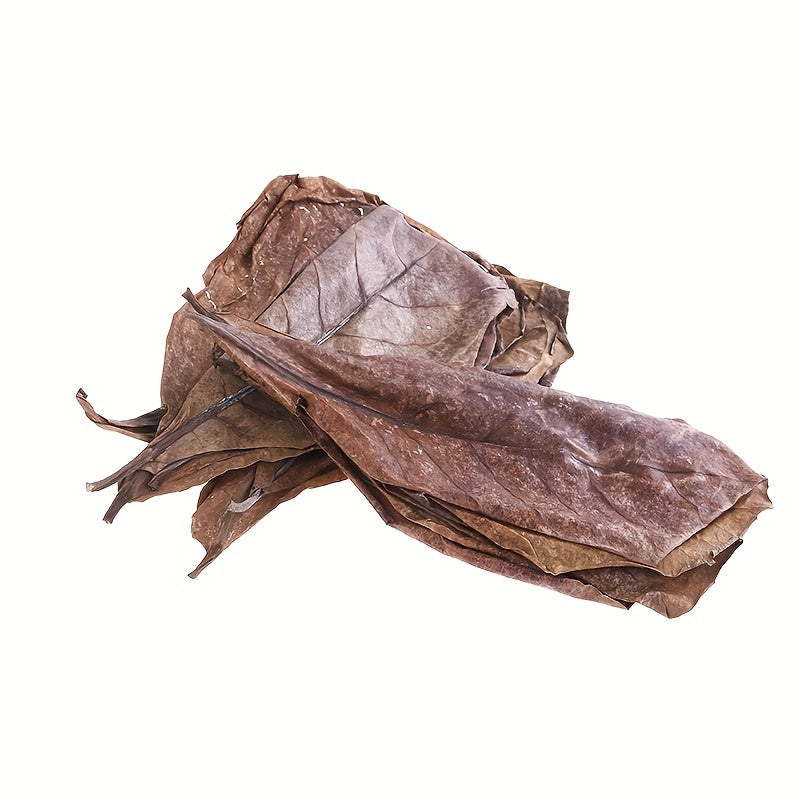 20Pcs Catappa Leaves Almond Tree Aquarium Clean Tool Terminalia Leaf