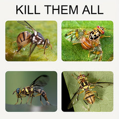 Fruit Fly Bait Trap Large Sticky Insect Ball Citrus Fruit Pest Control